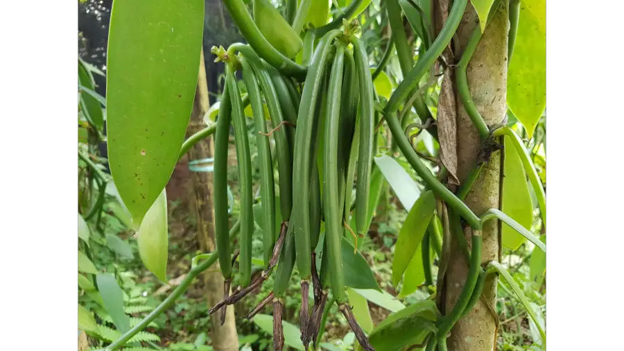 VANILLA PLANIFOLIA - Image 2